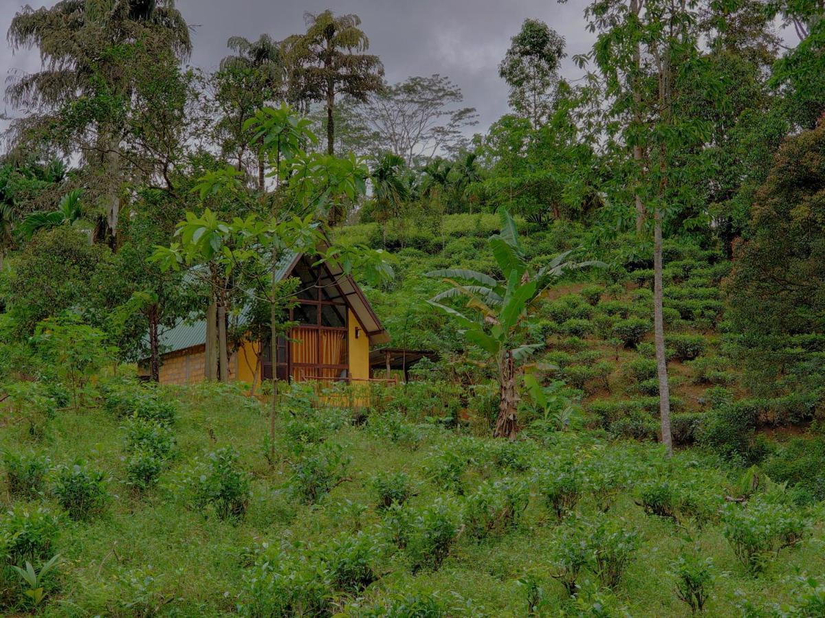 Rainforest Cabin Deniyaya Extérieur photo