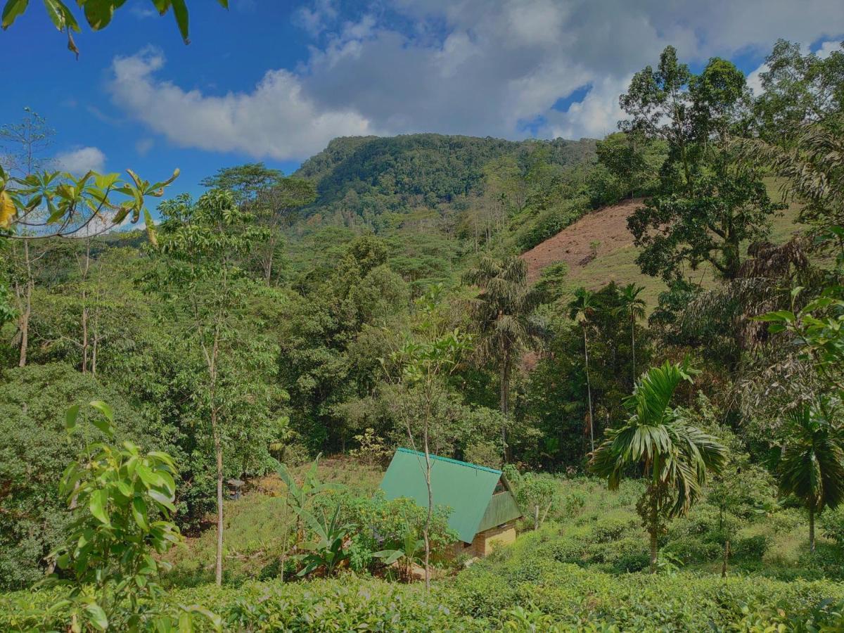 Rainforest Cabin Deniyaya Extérieur photo