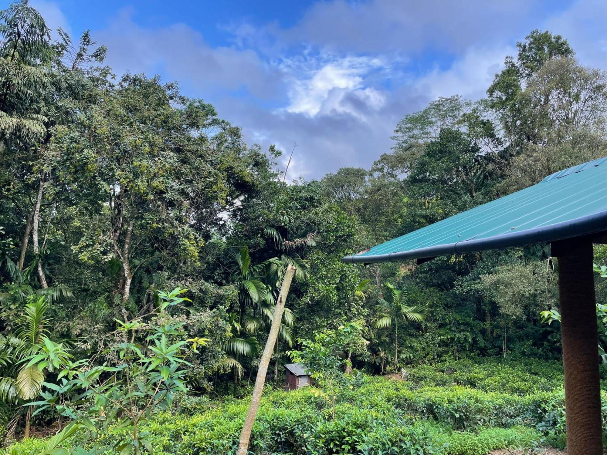 Rainforest Cabin Deniyaya Extérieur photo